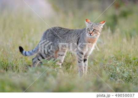 African wildcat, Felis lybica, in nature habitat African wildcat, Felis lybica, in nature habitat 49050037