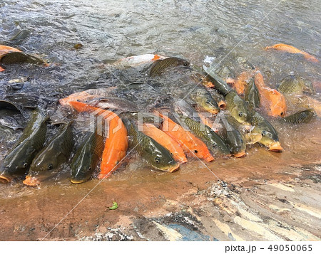 Fish eat food in the pond. Fish eat food in the pond. 49050065