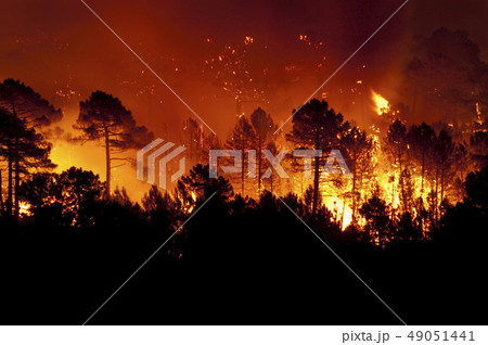 Forest fire, Pinus pinaster, Guadalajara (Spain) Forest fire, Pinus pinaster, Guadalajara (Spain) 49051441