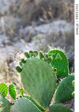 Cactus opuntia - prickly pear with baby pad Cactus opuntia - prickly pear with baby pad 49051502