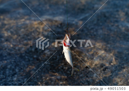 Freshly caught small fish on a fishing hook Freshly caught small fish on a fishing hook 49051503