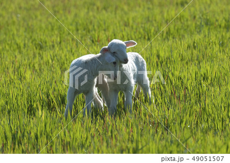 Ewe lambs sheep 49051507
