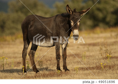 EQUUS ASINUS, DONKEY 49051696