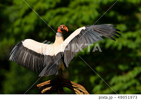 Landing King vulture, jungle of Costa Rica Landing King vulture, jungle of Costa Rica 49051973
