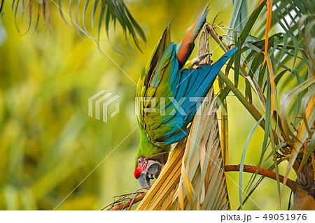 Green parrot Great-Green Macaw, Ara ambigua 49051976