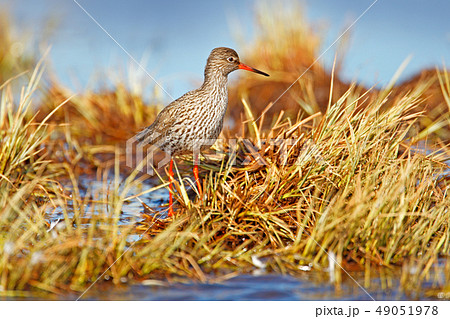 Common redshank,Tringa totanus, in nature habitat 49051978