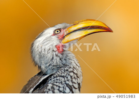 Detail portrait of big bill, bird from Africa. 49051983