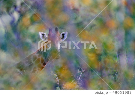 Giraffe hidden in orange and green vegetation Giraffe hidden in orange and green vegetation 49051985