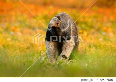 Anteater, cute animal from Brazil. Anteater, cute animal from Brazil. 49051986