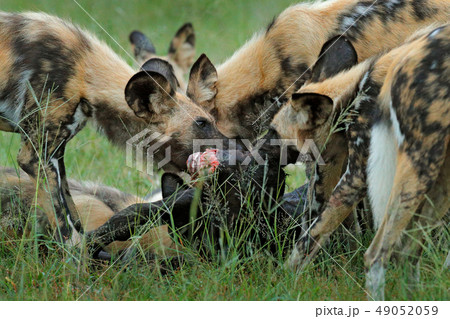 Wild Dog Hunting in Botswana, buffalo cow 49052059