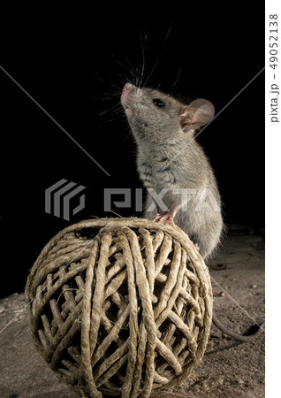 Mouse uploaded on an old ball of string in the 49052138
