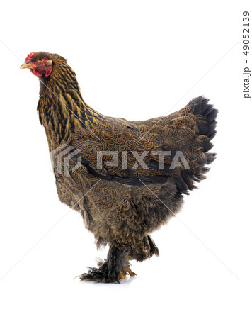 brahma chicken isolated brahma chicken isolated 49052139