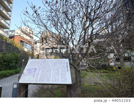 日本の東京都市景観 神楽坂・寺内公園などを望む 日本の東京都市景観 神楽坂・寺内公園などを望む 49052203