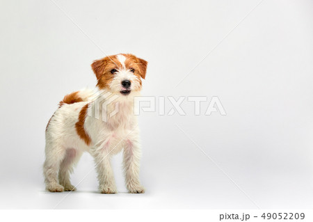 Jack Russell Terrier puppy close up on white background, copy space. Studio shot Jack Russell Terrier puppy close up on white background, copy space. Studio shot 49052209