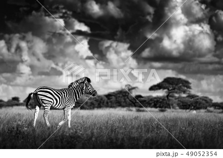 Zebra with blue stormy sky. Zebra with blue stormy sky. 49052354