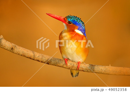 Detail of Malachite Kingfisher, Alcedo cristata Detail of Malachite Kingfisher, Alcedo cristata 49052358