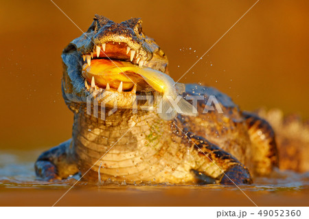 Crocodile catch fish in the river, evening light Crocodile catch fish in the river, evening light 49052360
