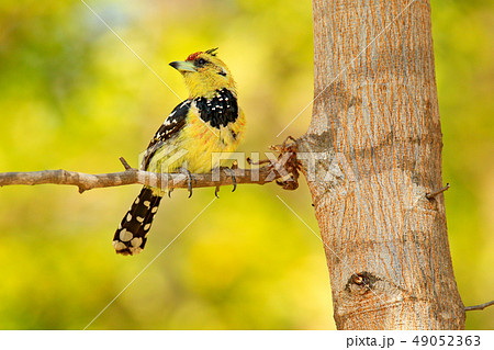Beautiful bird from Africa, yellow Barbet. 49052363