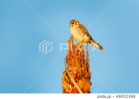 Blue sky and American kestrel Falco sparverius 49052366