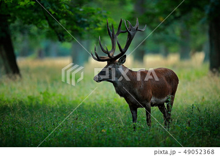 Deer, big animal in the nature forest habitat 49052368