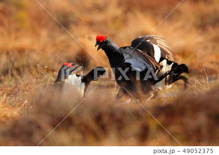 Black Grouses, Tetrao tetrix, fighting birds Black Grouses, Tetrao tetrix, fighting birds 49052375