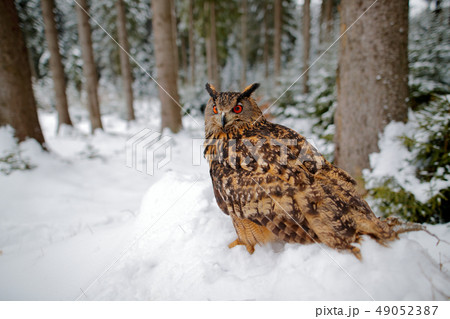Big owl in the wintery forest with snow Big owl in the wintery forest with snow 49052387