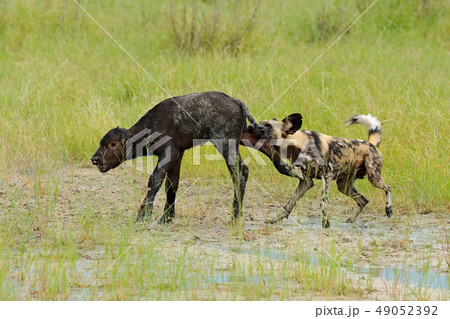 Wild Dog Hunting in Botswana, buffalo cow Wild Dog Hunting in Botswana, buffalo cow 49052392