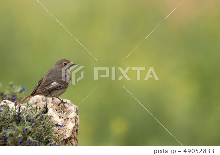 Black Redstart (Phoenicurus ochruros) Black Redstart (Phoenicurus ochruros) 49052833