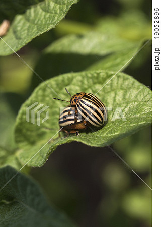 Colorado potato beetle eats potato leaves, Colorado potato beetle eats potato leaves, 49052896