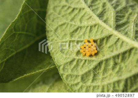 Colorado potato beetle eggs eat potato leaves, 49052897