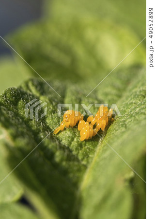 Colorado potato beetle eggs eat potato leaves, 49052899