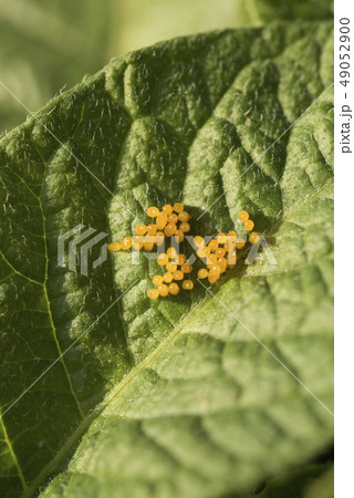 Colorado potato beetle eggs eat potato leaves, 49052900
