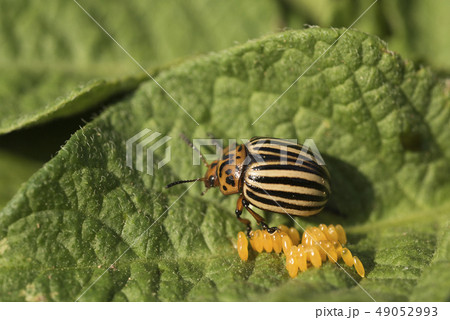 Eggs and Colorado potato beetle eats potato 49052993
