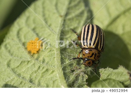 Eggs and Colorado potato beetle eats potato 49052994
