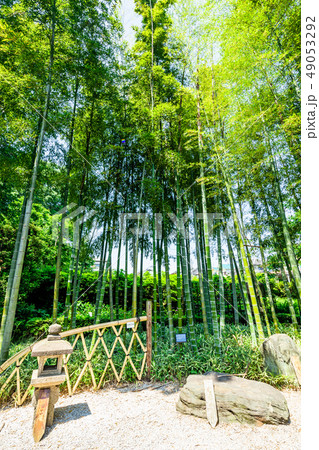 東京　板橋区　赤塚植物園の日本庭園 49053292