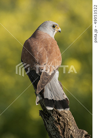 Lesser kestrel, male, Falco naumanni 49053522