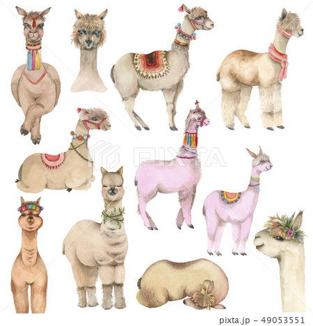Cartoon watercolor lama 49053551