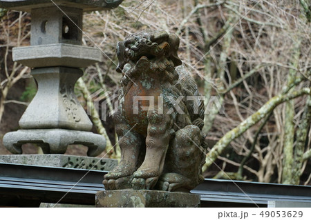 【四国三十六不動霊場】第四番　箸蔵寺本殿前の狛犬阿形　徳島県三好市 49053629