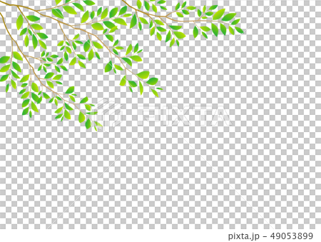 背景素材_木の枝 若葉 青葉 新緑 49053899
