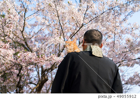 僧侶と桜とネコの写真素材