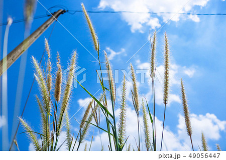 Pennisetum flowers with blue skies at sunny day Pennisetum flowers with blue skies at sunny day 49056447