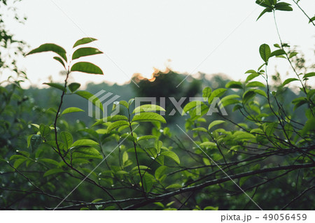 Tea leaves Tea leaves in nature Deep green Tea leaves Tea leaves in nature Deep green 49056459