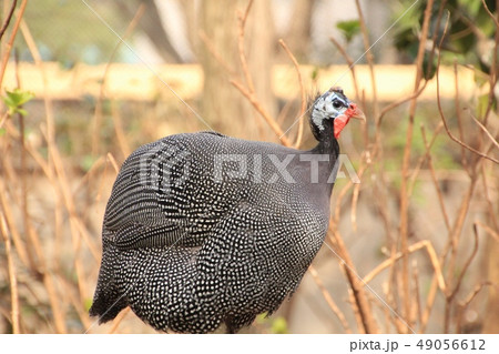 ホロホロチョウ ホロホロチョウ 49056612