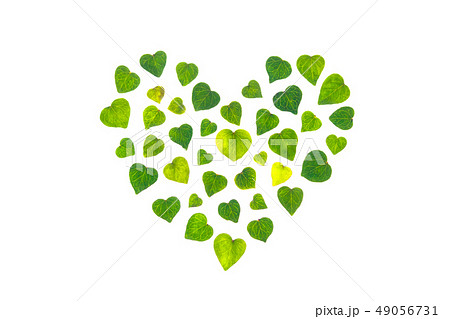 グリーンハート 49056731