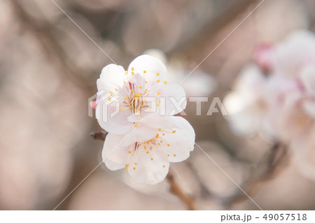 梅の里（田浦梅林） 49057518