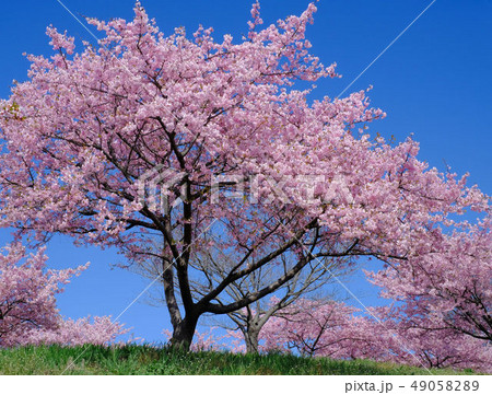 榛(はん)の森公園の河津桜 49058289