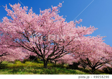 榛(はん)の森公園の河津桜 榛(はん)の森公園の河津桜 49058290