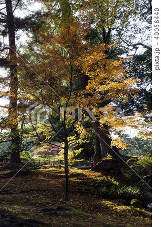 金沢観光　秋の兼六園 49058440