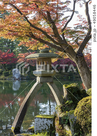 金沢観光　秋の兼六園　徽軫灯籠 49058446