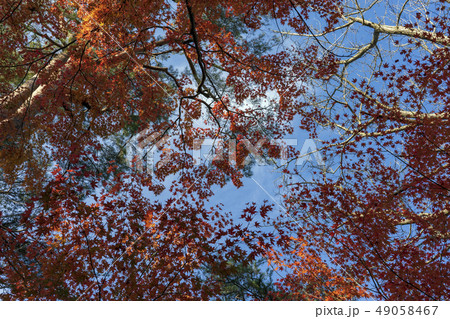金沢観光 秋の兼六園 金沢観光 秋の兼六園 49058467